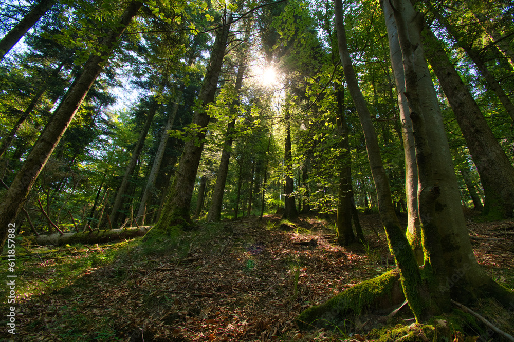 Obraz premium Col d'Urbeis in den Vogesen