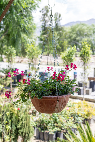 Fototapeta Naklejka Na Ścianę i Meble -  Beautiful geranium ivy flowering plant in a hanging basket closeup