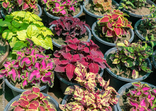 Colorful common Coleus plants in pots