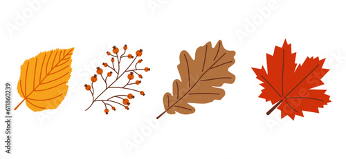 Start of fall. Cozy autumn element. Maple, oak, birch leaves and berries on a white background. Warm autumn season. Vector illustration.
