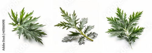 Collection of artemisia vulgaris leaves isolated on white background, Generative AI
