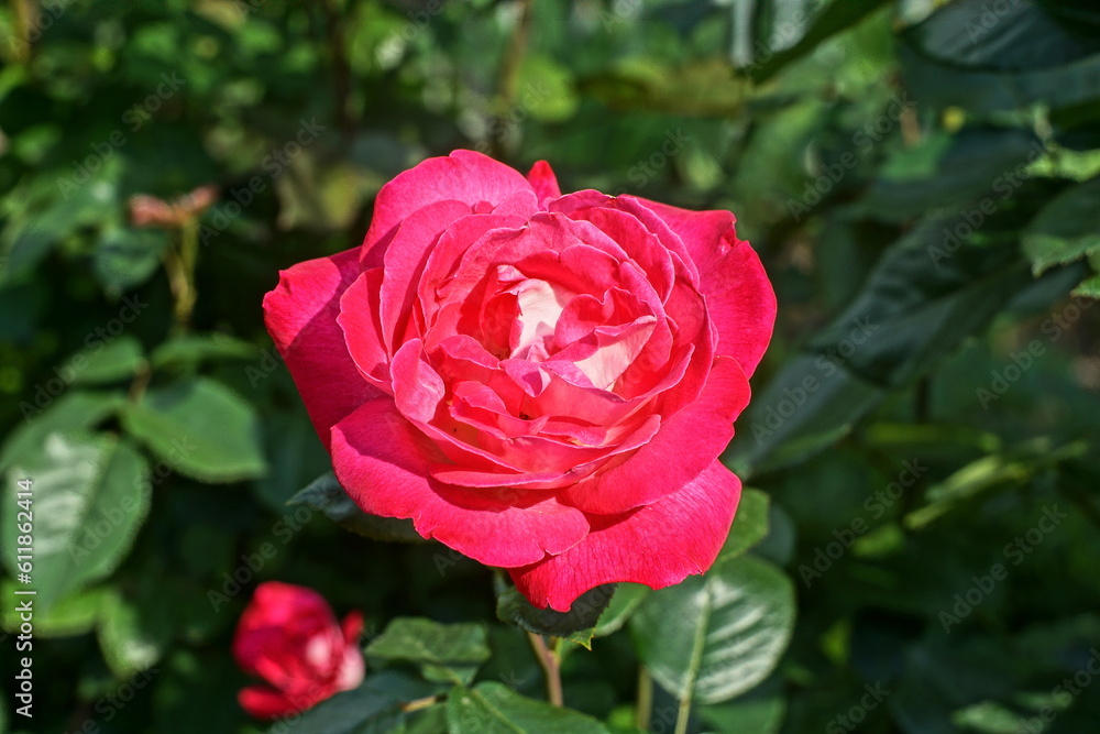 one romantic bright red big beautiful fresh rose among green leaves grows in the garden outdoors during the day one romantic bright red big beautiful fresh rose among green leaves grows in the garden outdoors during the day