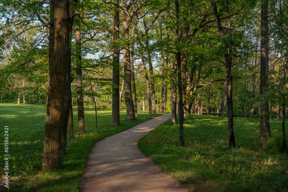 Fototapeta premium View of the alley in Gatchinsky Park on a sunny summer day, Gatchina, Leningrad region, Russia