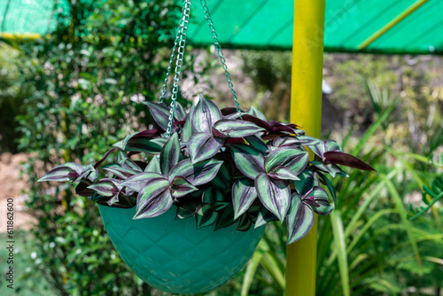 Tradescantia zebrina, or Zebrina pendula, also known as Wandering Jew plant in a hanging basket. photo