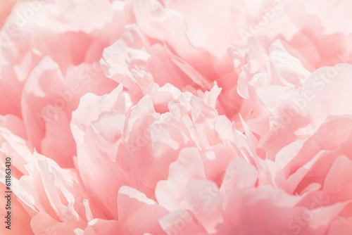 Fototapeta Naklejka Na Ścianę i Meble -  Rose color flower peony petals, close up macro nature background. Beautiful Holiday bloom backdrop. Pink-white flowers top view, flowery desktop wallpaper, pastel colored still life, sunny