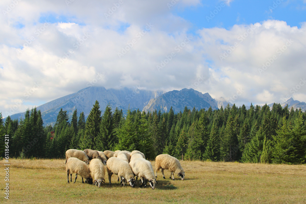 Obraz premium Herd of sheep grazing in the summer Montenegro mountains