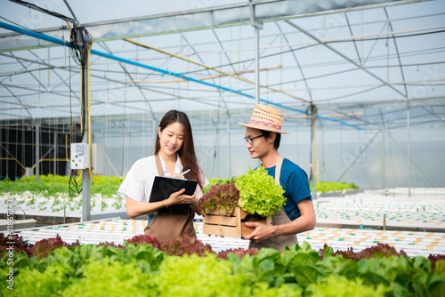 Man and woman working on lettuce plantation in farm using tablet, laptop and holding wood basket of fresh vegetables