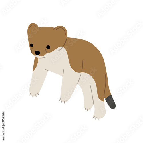 stoats,ermine and weasels single 3