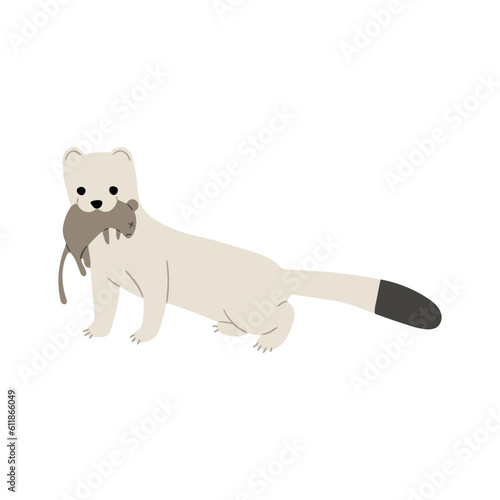 stoats,ermine and weasels single 6