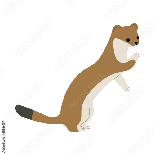 stoats,ermine and weasels single 1
