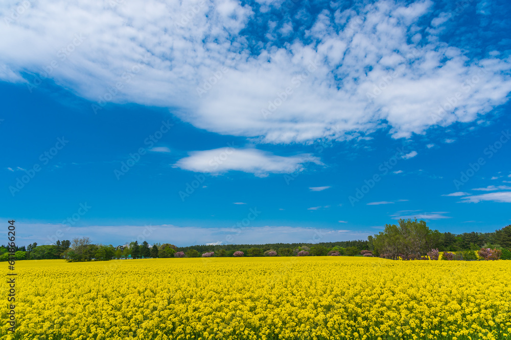 Amazing scene of rape blossoms fields.
At the beginning of May, rape blossoms and cherry blossoms are fully out at the Shimokita peninsula, Aomori prefecture,Japan.