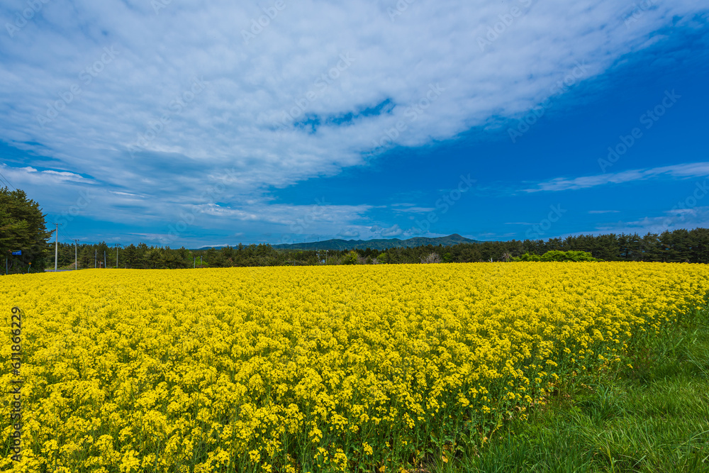 Obraz premium Amazing scene of rape blossoms fields. At the beginning of May, rape blossoms and cherry blossoms are fully out at the Shimokita peninsula, Aomori prefecture,Japan.