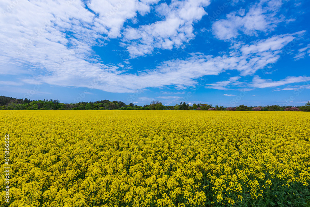 Amazing scene of rape blossoms fields.
At the beginning of May, rape blossoms and cherry blossoms are fully out at the Shimokita peninsula, Aomori prefecture,Japan.