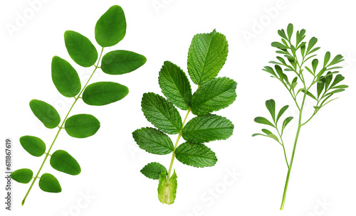 Set of green leaves of rue (Ruta graveolens), acacia and wild rose isolated on white or transparent background photo