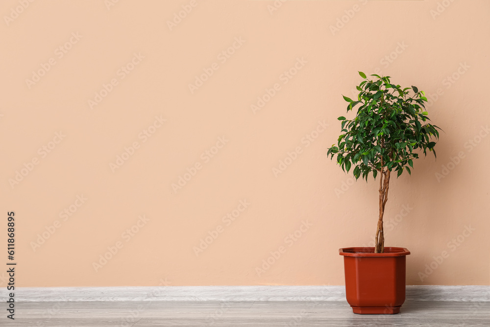 Ficus tree near beige wall Ficus tree near beige wall