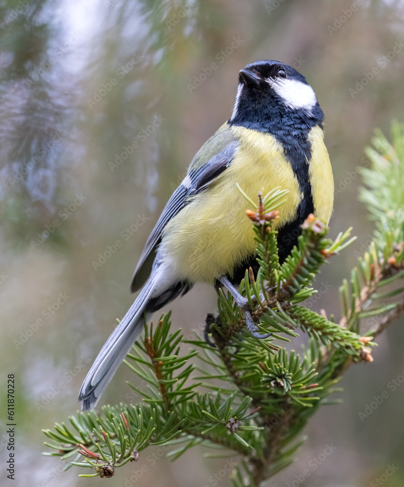 Obraz premium great tit on fir tree green branch