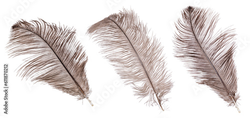 brown wide three ostrich feathers isolated on white