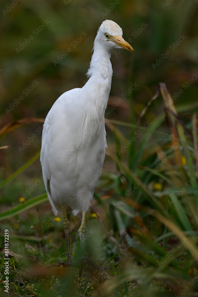 Western Cattle Egret // Kuhreiher (Bubulcus ibis) - Strofilia, Peloponnese, Greece Western Cattle Egret // Kuhreiher (Bubulcus ibis) - Strofilia, Peloponnese, Greece