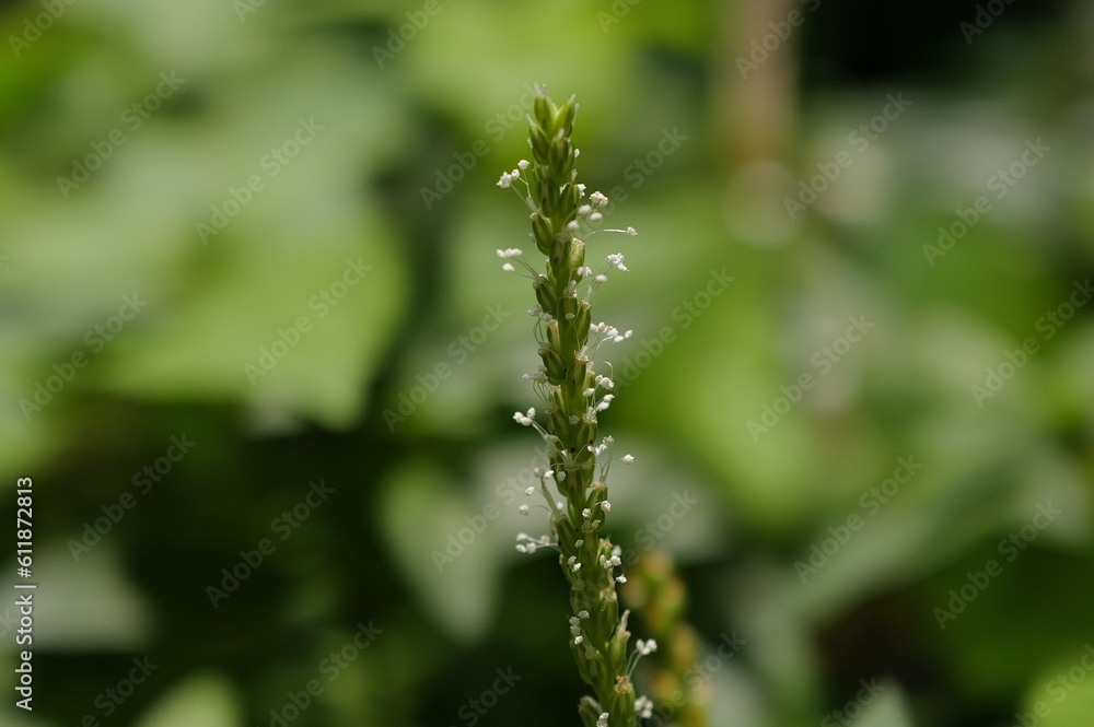 dew on the grass dew on the grass