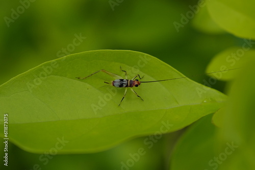 many insects in my garden © Tony Wu Photography