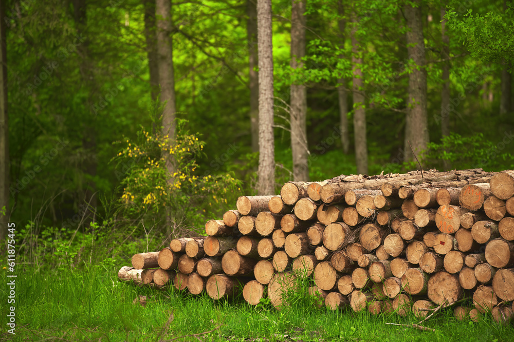 A pile of wooden logs, big trunks of tall trees cut and stacked. Stack of cut pine tree logs in a forest. Ecological Damage. Deforestation's Impact on European Evergreen Forests.