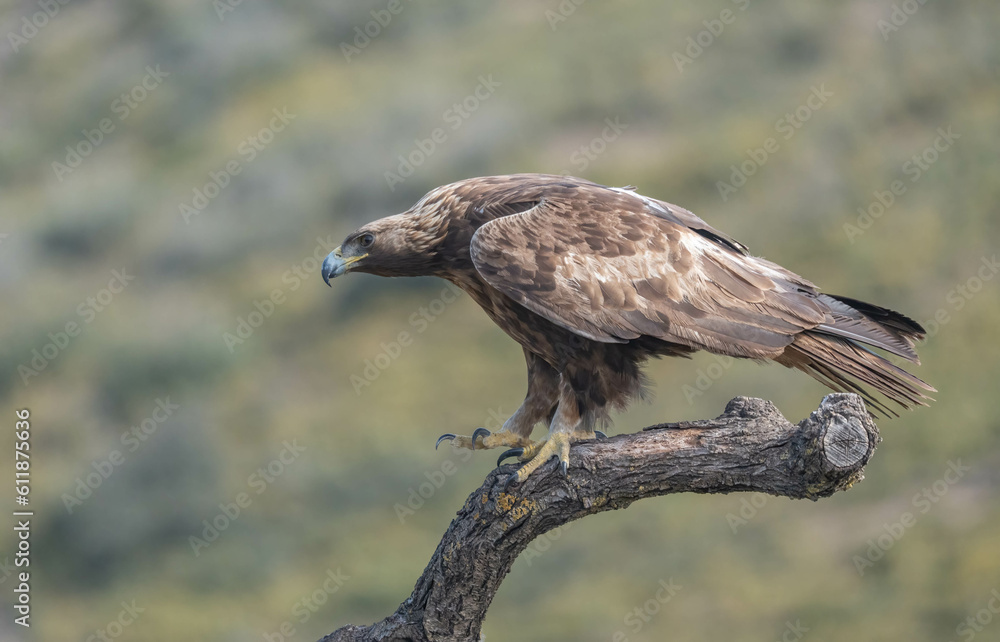 Fototapeta premium the majestic golden eagle on a trunk