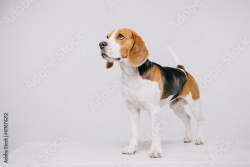 cute beagle dog standing table