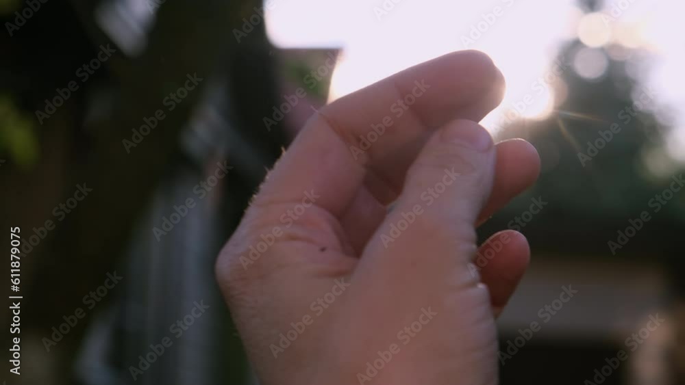 Spring apple tree blooming. Hand touching apple flowers at sunset. Spring apple tree blooming. Hand touching apple flowers at sunset.