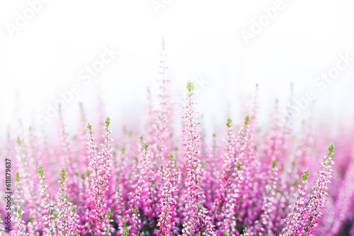 Blooming flowers of a wild heather plant. a field of delicate pink rose violet flowers in the rays of the sun. Macro view shallow depth of field, selective focus