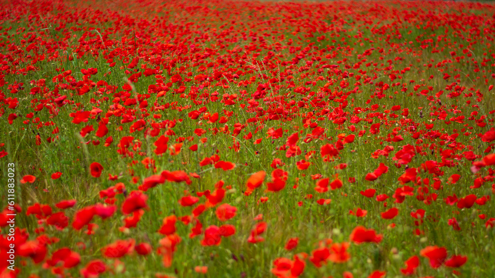 the wind moves a beautiful expanse of poppies