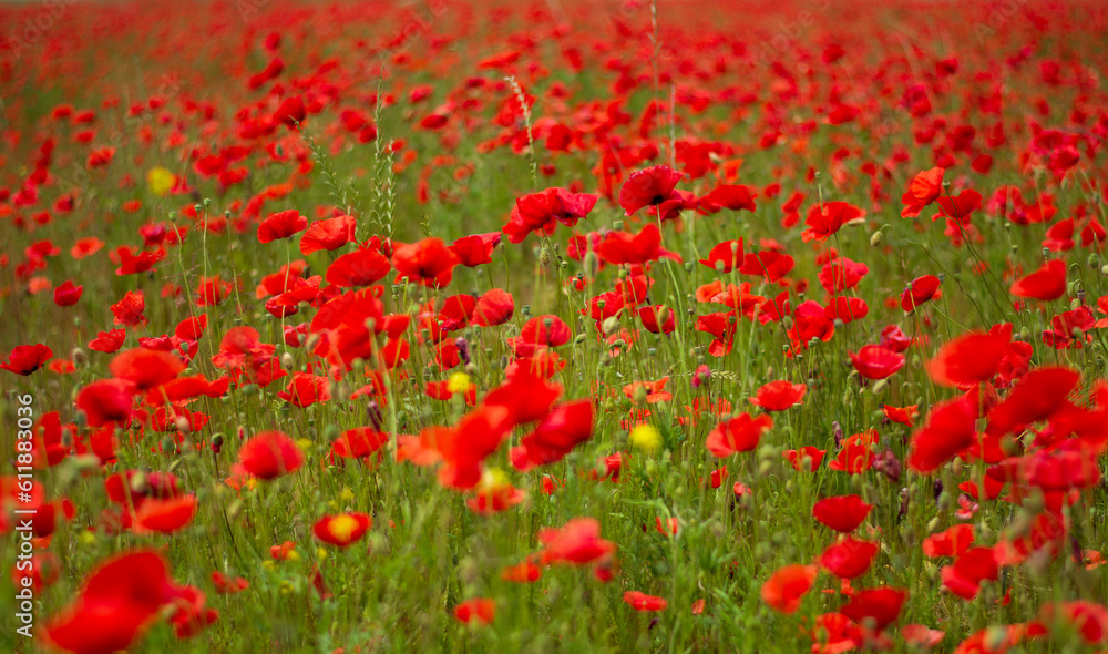 A gorgeous field of red poppies blowing in the wind