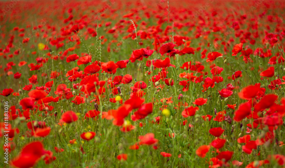 A gorgeous field of red poppies blowing in the wind A gorgeous field of red poppies blowing in the wind