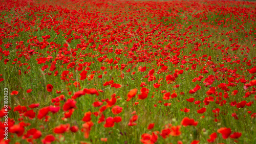 the wind moves a beautiful expanse of poppies © corradobarattaphotos
