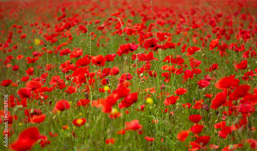 A gorgeous field of red poppies blowing in the wind