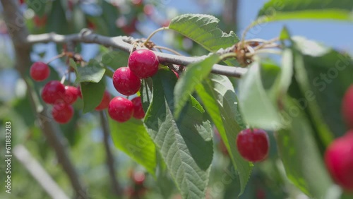 Cherry harvest on a tree plantation farm. ripe cherry harvest 