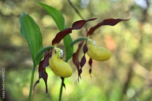 Closeup of two yellow and red flowers of the lady's-slipper orchid Cypripedium calceolus, photographed in a semi-shaded woodland near the river Isar (close to Munich, Bavaria).