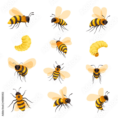Bees lifecycle and portraits, honeybee and larva