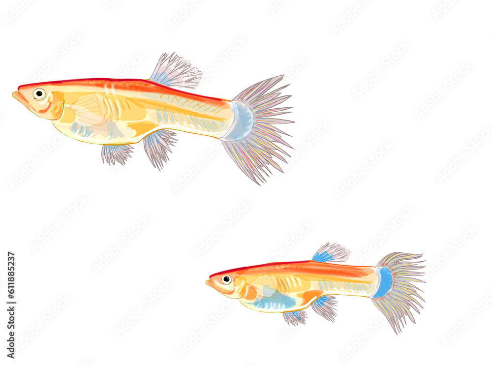 Fototapeta premium メダカ