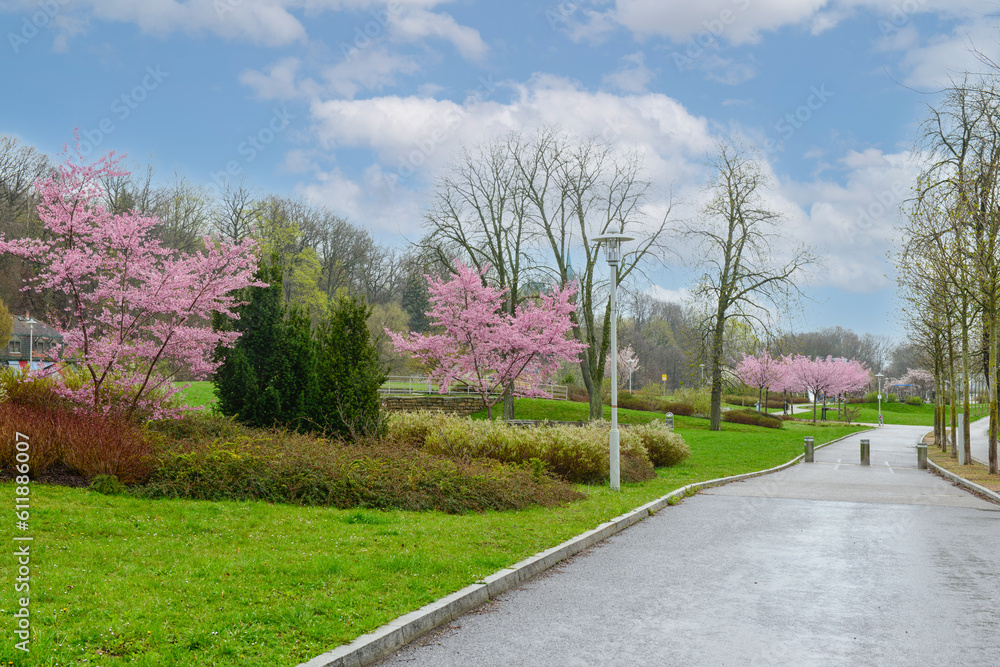 Fototapeta premium View of city park with blossoming trees