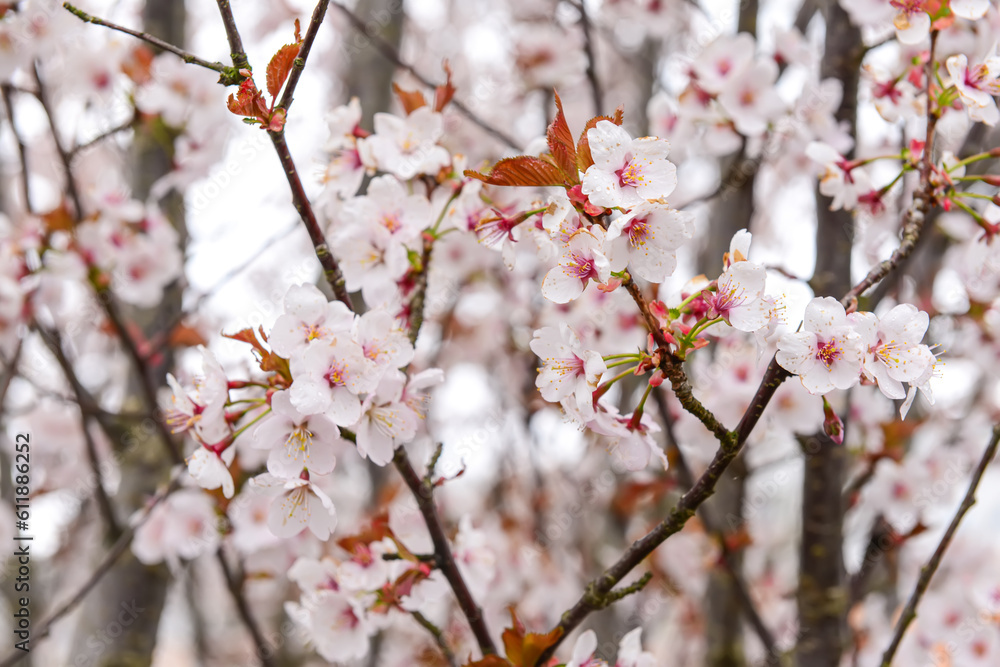 Blossoming tree branches on spring day, closeup Blossoming tree branches on spring day, closeup