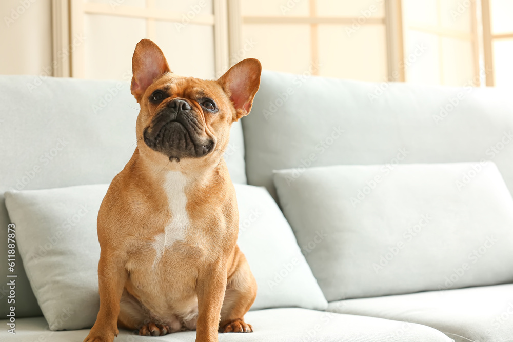 Funny French bulldog sitting on sofa at home Funny French bulldog sitting on sofa at home