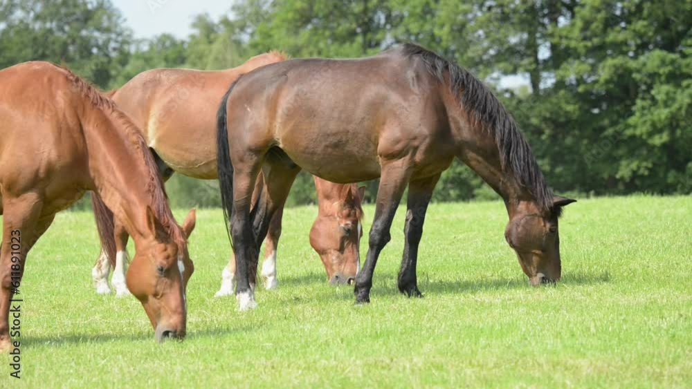 Herd of grazing brown horses in the meadow on a pasture eating grass in the rural countryside with trees and forest in the background
Herd of grazing brown horses in the meadow on a pasture eating grass in the rural countryside with trees and forest in the background
