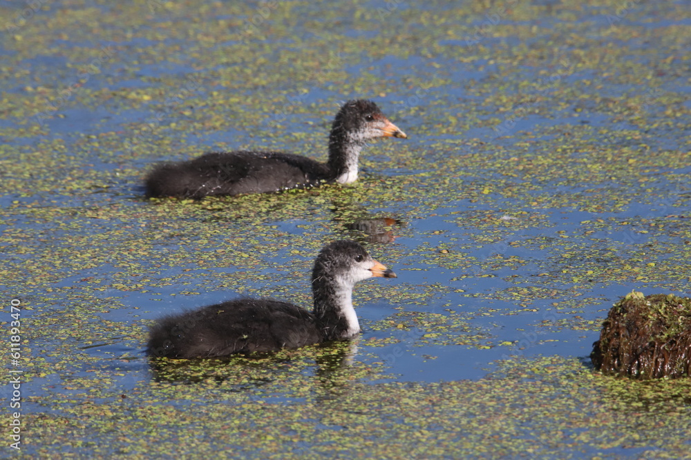 Fototapeta premium coot babies swimming