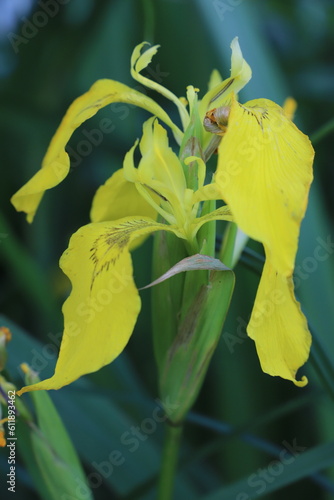 wild yellow flower 