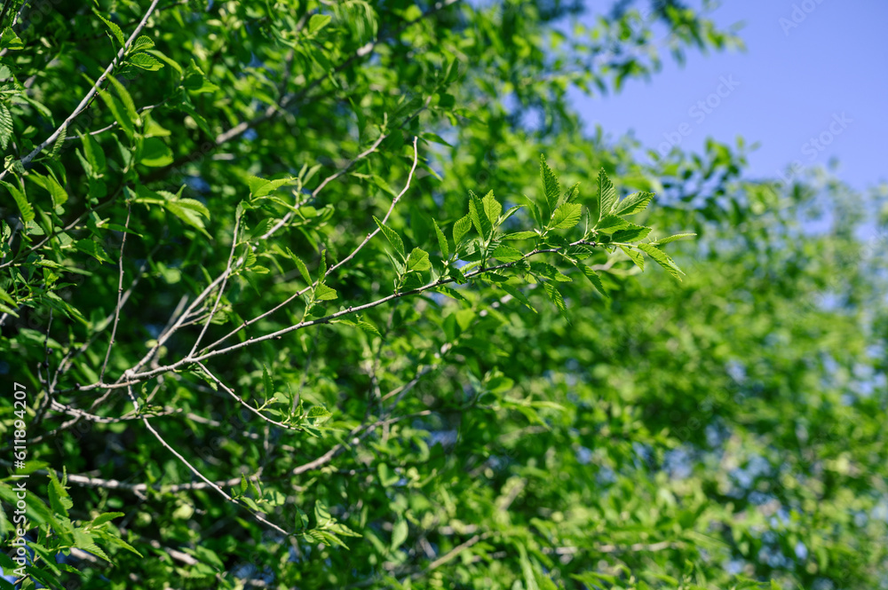 Green leaves in spring. Selective focus with shallow depth of field. Green leaves in spring. Selective focus with shallow depth of field.