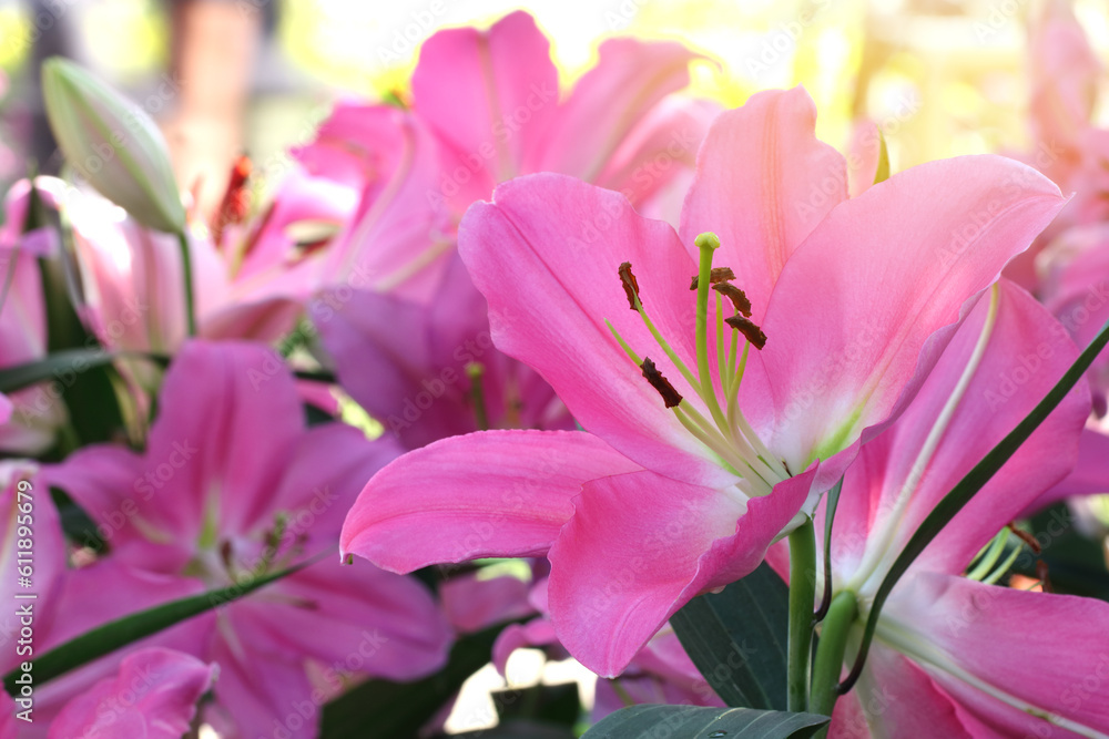 Bouquet of large Lilies .Lilium, belonging to the Liliaceae. Blooming pink tender Lily flower .Pink Stargazer Lily flowers background. Closeup of pink stargazer lilies and green foliage. Summer