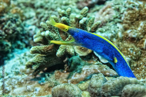 small colorful coral fish on the reef underwater tropical wildlife