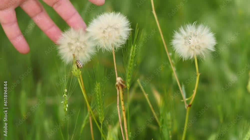 dandelion plant, which is one of the medicinal plants, ripe dandelion plant,plucking the hairs of the ripening dandelion plant, dandelion plant, which is one of the medicinal plants, ripe dandelion plant,plucking the hairs of the ripening dandelion plant,