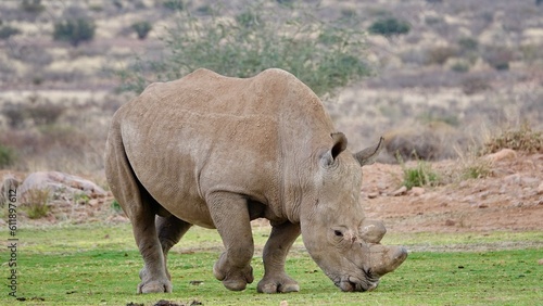 Nashorn, Rhinozeros in Namibia, frei und wild