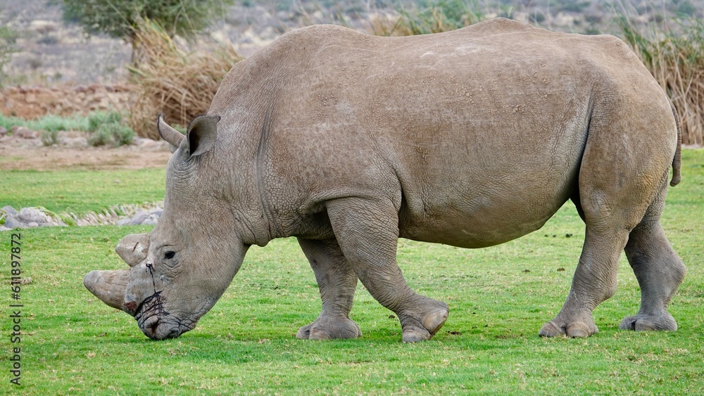 Fototapeta premium Nashorn, Rhinozeros in Namibia, frei und wild